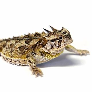 Horned lizard that looks more like a frog sprawled out on a white background